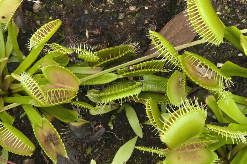 Venus Flytrap Plants in Garden Bed Stock Photo Image of droseraceae