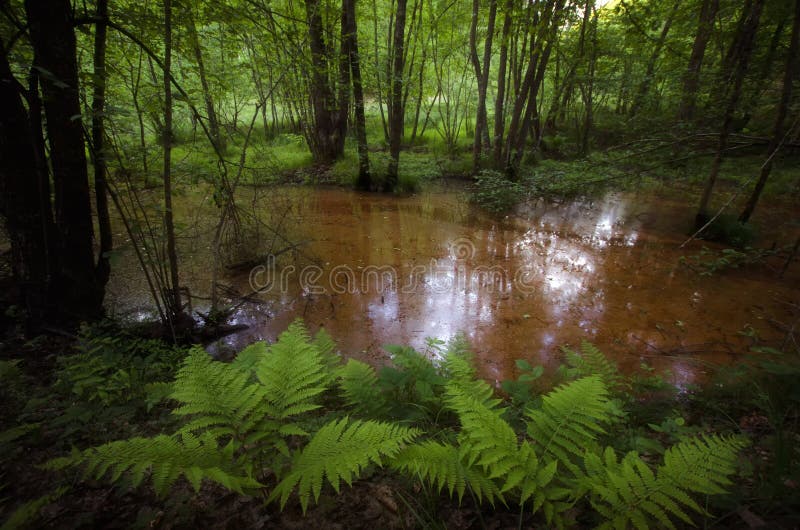Sumpf im Wald mit Vegetation
