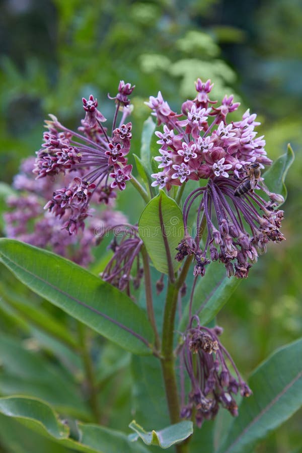 Sumpf Milkweed Wildflower Asclepias incarnata, Asclepias speciosa stockbilder Sumpf Milkweed Wildflower Asclepias incarnata, Asclepias speciosa stockbilder