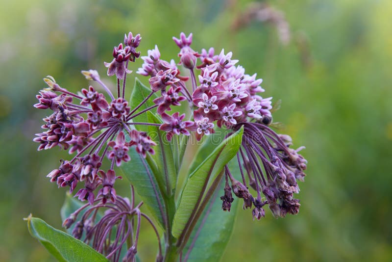 Sumpf Milkweed Wildflower Asclepias incarnata, Asclepias speciosa lizenzfreies stockbild Sumpf Milkweed Wildflower Asclepias incarnata, Asclepias speciosa lizenzfreies stockbild