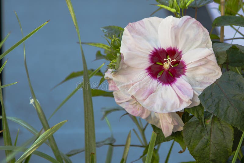Sumpf RosemallowHibiscus stockfoto. Bild von blume, gartenbau 75735774