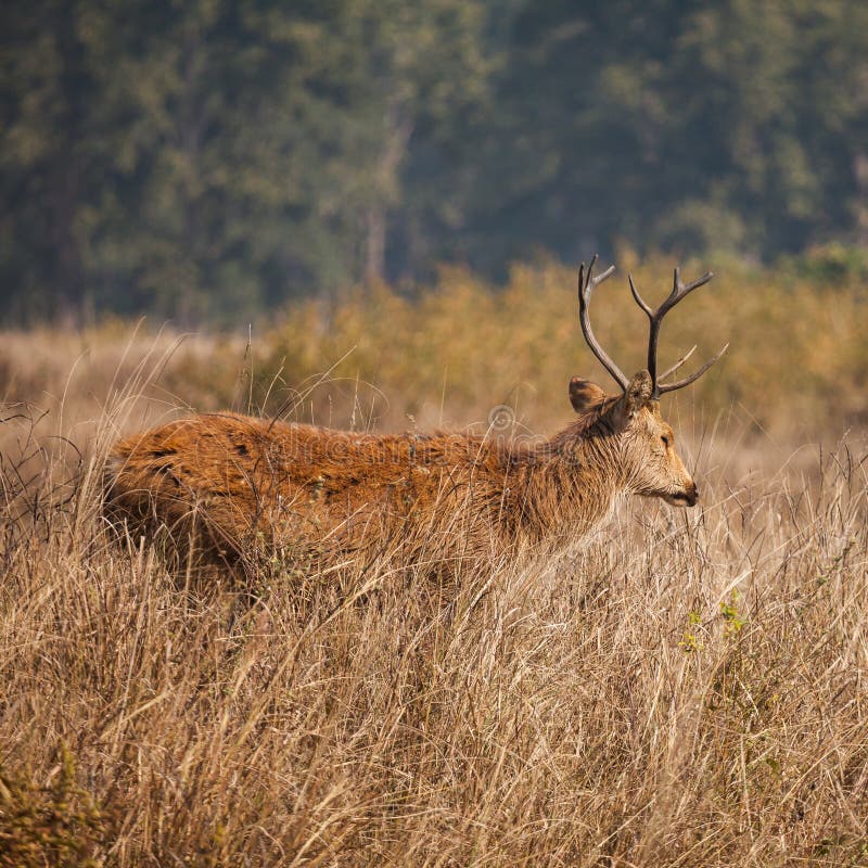 Sumpfrotwildnatur in den wild lebenden Tieren stockbild Sumpfrotwildnatur in den wild lebenden Tieren stockbild