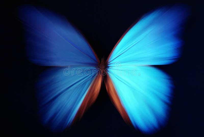 Sumário azul da borboleta com zoom