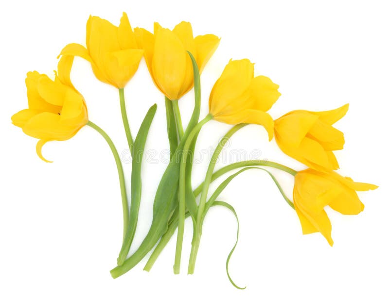 Sumário da flor do Tulip imagens de stock Sumário da flor do Tulip imagens de stock