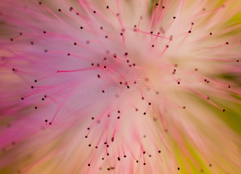 Sumário macro da flor foto de stock Sumário macro da flor foto de stock