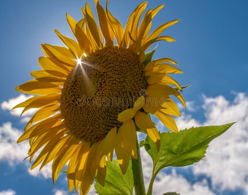 Sun burst through a sunflower petal on a perfect late summer day with blue sky and puffy clouds. Sun burst through a sunflower petal on a perfect late summer day with blue sky and puffy clouds