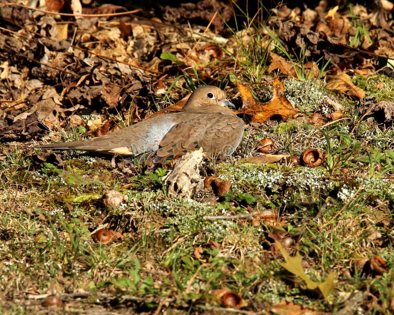 Sun bathing Mourning Dove