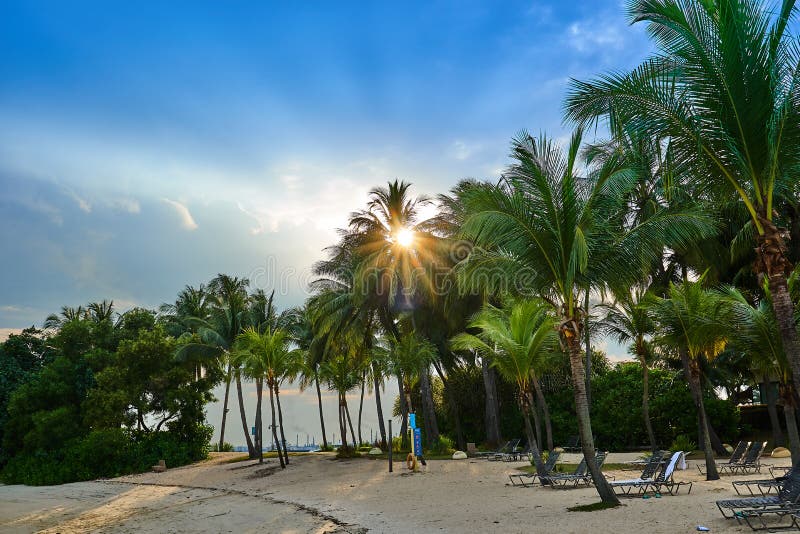 Sun beam striking through the branches of the palm tree at the Siloso Beach, Singapore