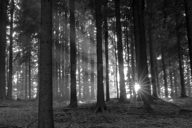 Claro el sol vigas en oscuro bosque.