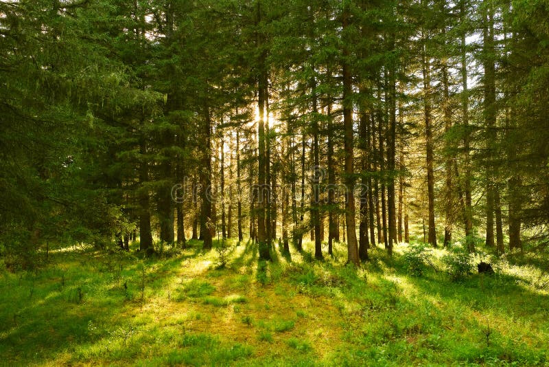 Sun beams in the forest