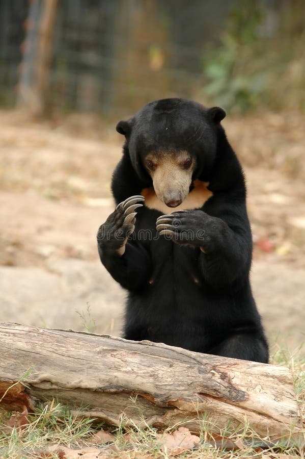 Sun bear