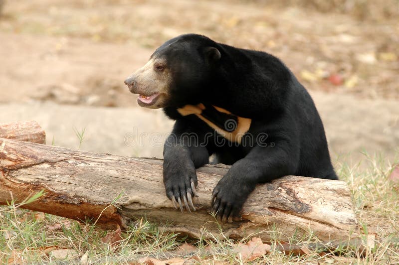 Sun bear