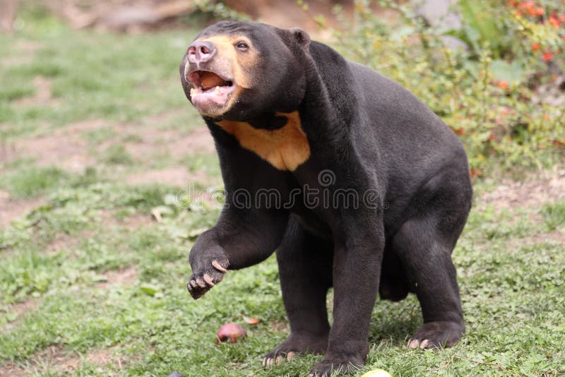 Sun bear