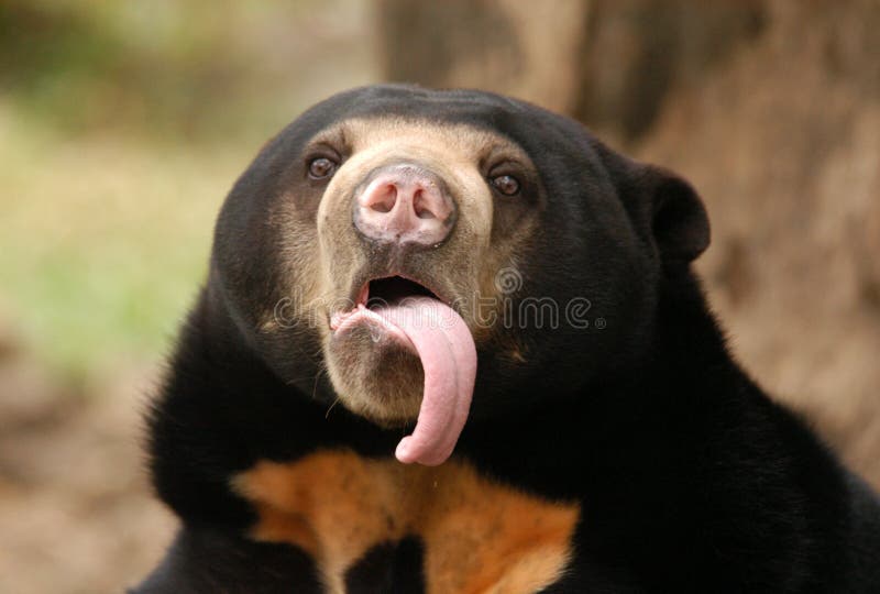 Sun Bear