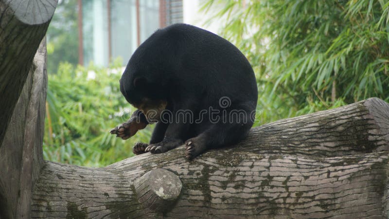 Sun bear drying up on a tree