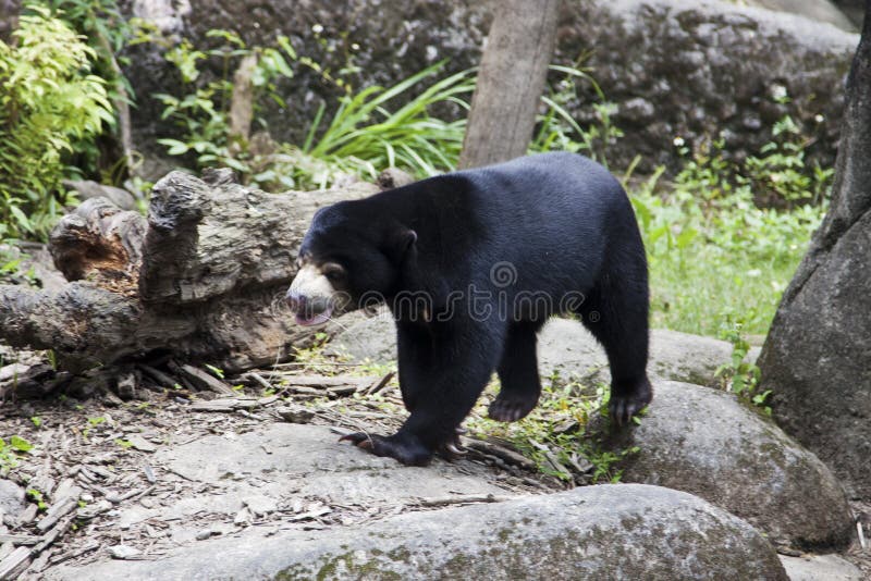 Sun Bear,Helarctos malayanus