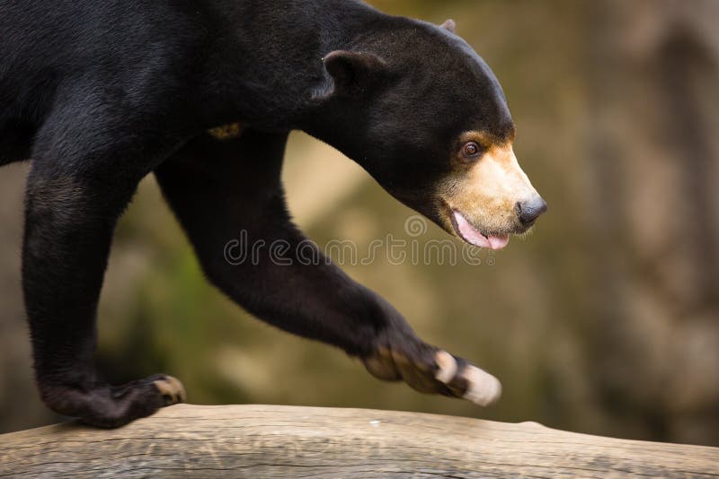 Sun Bear (Helarctos malayanus)