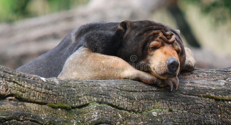 The sun bear Helarctos malayanus