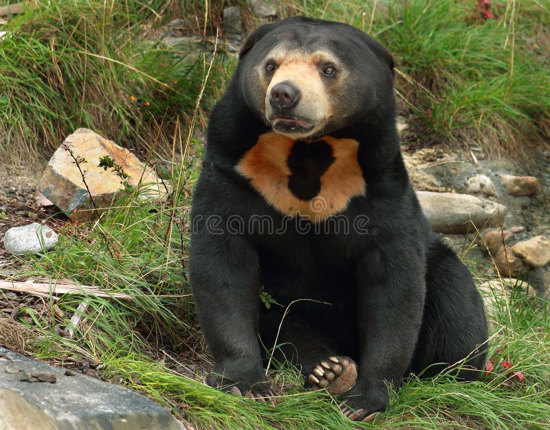 Sun Bear (Helarctos malayanus)