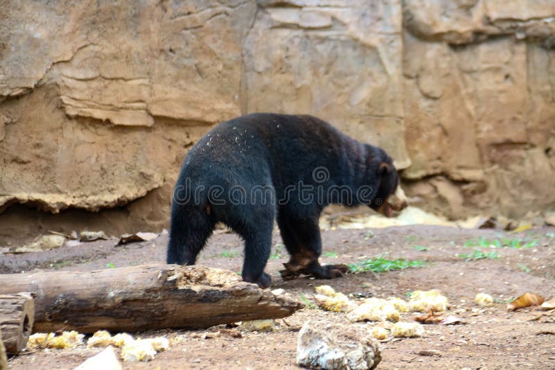 456 Black Bear Zoo Cage Stock Photos - Free & Royalty-Free Stock Photos from Dreamstime 456 Black Bear Zoo Cage Stock Photos - Free & Royalty-Free Stock Photos from Dreamstime