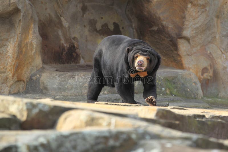 Sun bear