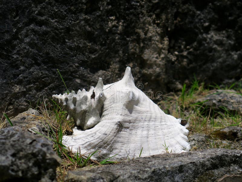 Sun Bleached White Conch Shell stock photos