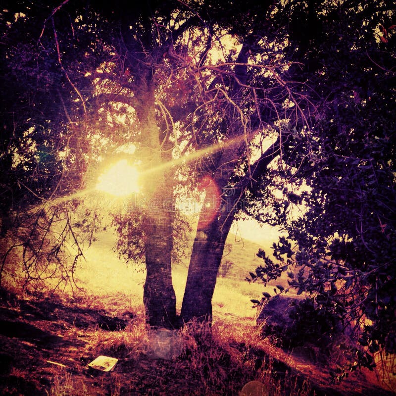 Sun brilla a través de árbol en una fantasía que frecuenta del árbol sucio surrealista con colores saturados en la orilla Californ imagen de archivo Sun brilla a través de árbol en una fantasía que frecuenta del árbol sucio surrealista con colores saturados en la orilla Californ imagen de archivo