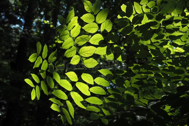 The Sun Bursting through To Shine on the Leaves, Stock Photo Image of