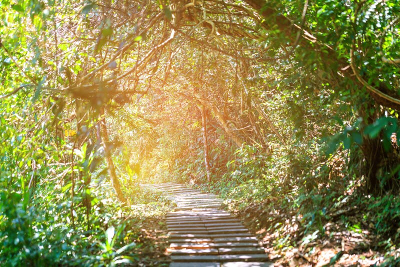 Sun casting shadows on a paved walkway lined royalty free stock photography