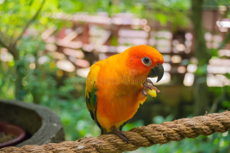 Sun conure stock photos Sun conure stock photos