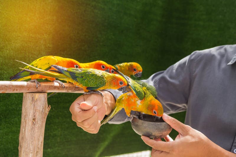 Sun Conure Parrot Birds Eating Feed on Hand Stock Photo Image of