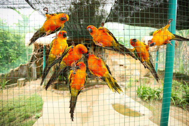 Sun Conure Parrots in Aviary Stock Photo Image of curiosity, orange