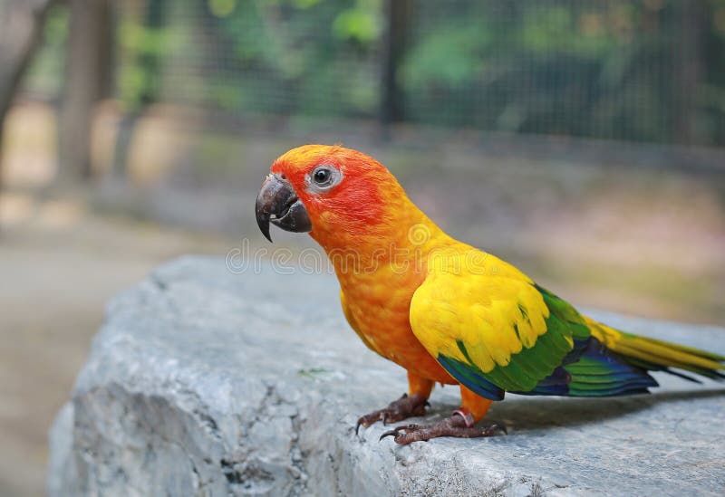 Colorful Sun Conure Parrots Eating Food on People Hand Stock Photo Image of lovely, bird