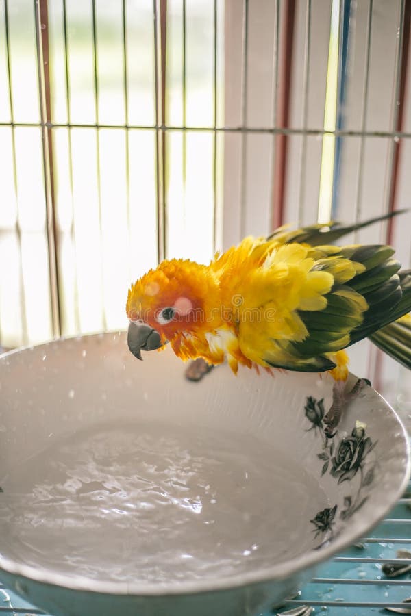 Sun Conure Playing Water Happily Stock Image Image of closeup