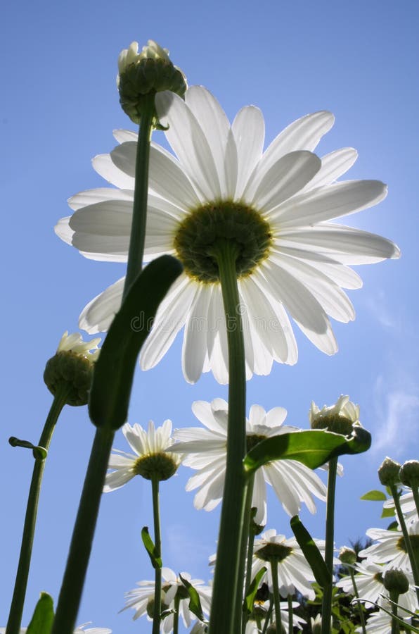 Sun through daisies stock photo. Image of yellow, hope 14836804