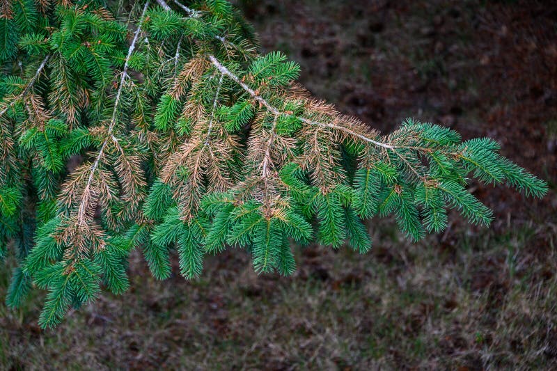 Sun Damaged Evergreen Tree with Dead Pine Needles, Casualty of a Record