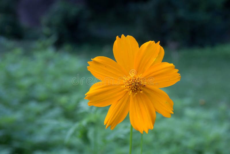 Sun di estate della primavera che splende tramite il baldacchino degli alberi alti sunlight fotografia stock libera da diritti Sun di estate della primavera che splende tramite il baldacchino degli alberi alti sunlight fotografia stock libera da diritti