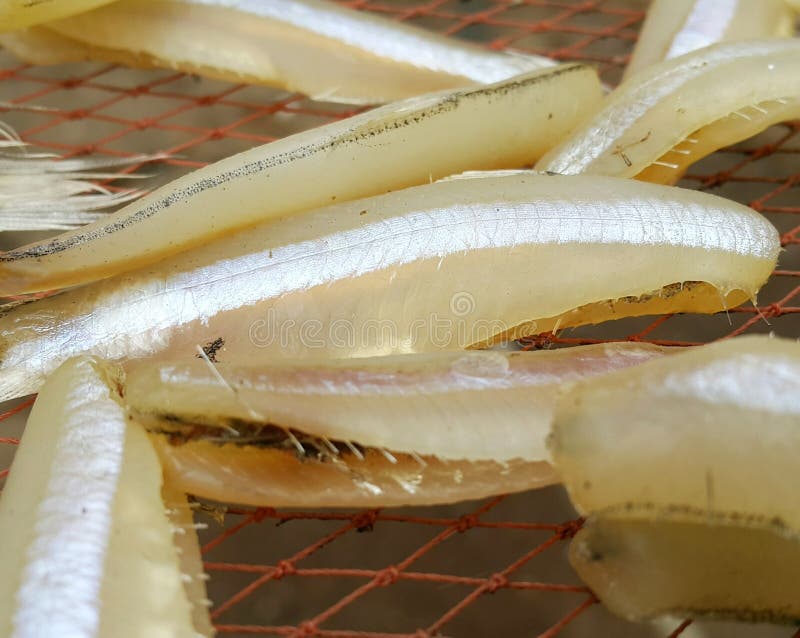 Sun dried anchovies fish stock photo. Image of health 109179070