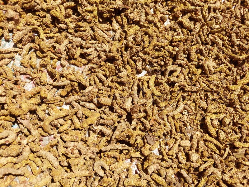 Sun Dried Bright Yellow Color Turmeric Stock Image Image of