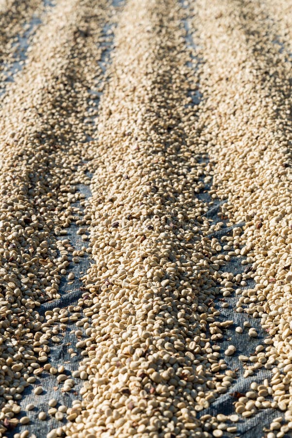 Sun dried coffee beans stock image. Image of agriculture 49663181