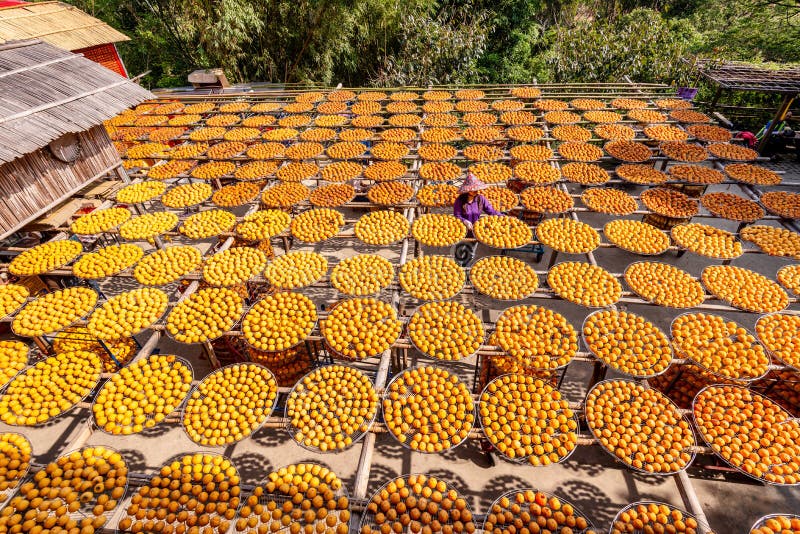 Gold persimmons with a working farmer