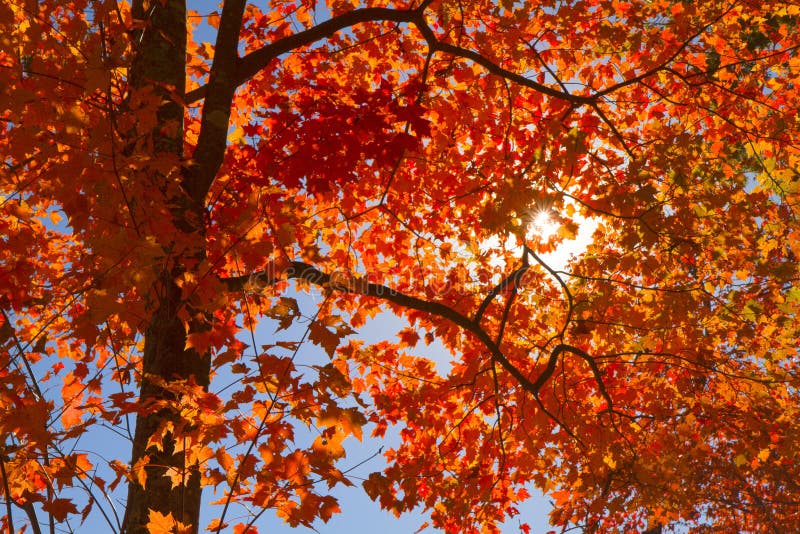 Sun through fall leaves stock image. Image of nature - 30544885