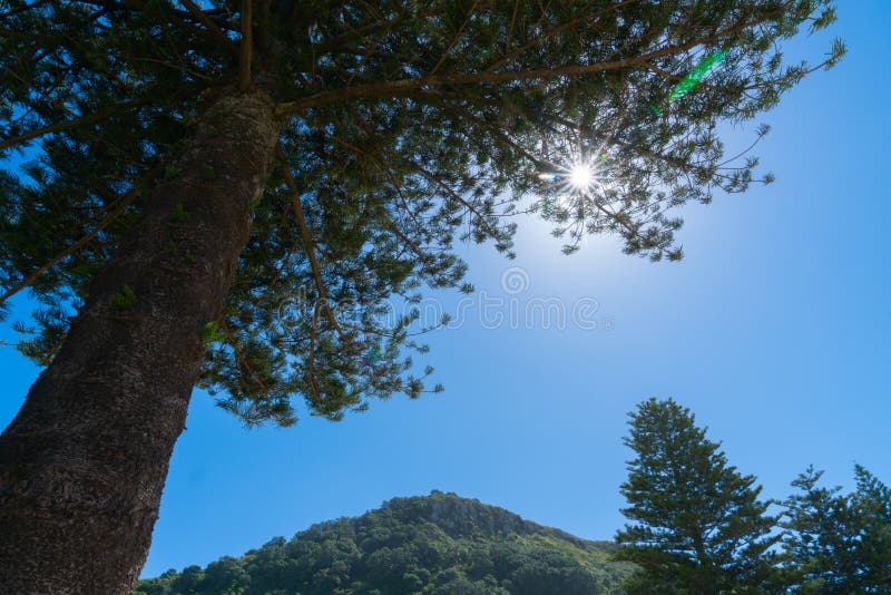 Sun Flare through Branches of Norfolk Pine Tree Stock Image Image of