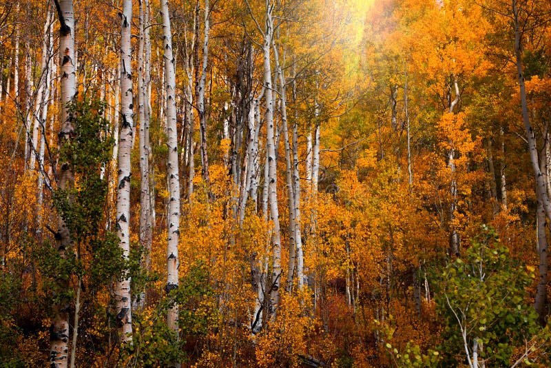 Sun flare through colorful autumn trees stock photo
