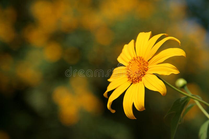 Sun flower stock image. Image of leaf, blue, beauty, sunflowers 12169283