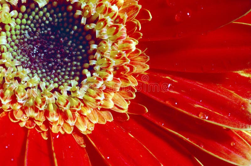 Sun Flower stock image. Image of cheerful, blossom, happy 4083975