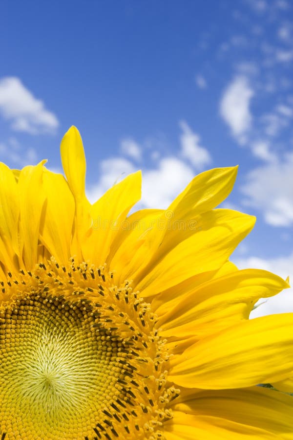 Sun Flower Shine stock image. Image of beautiful, flower 1160541