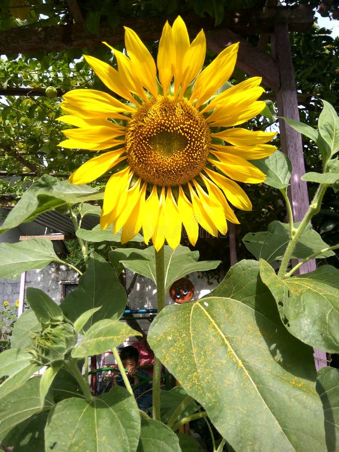 Sun Flower Bloom in the Garden Stock Image - Image of flower, three ...