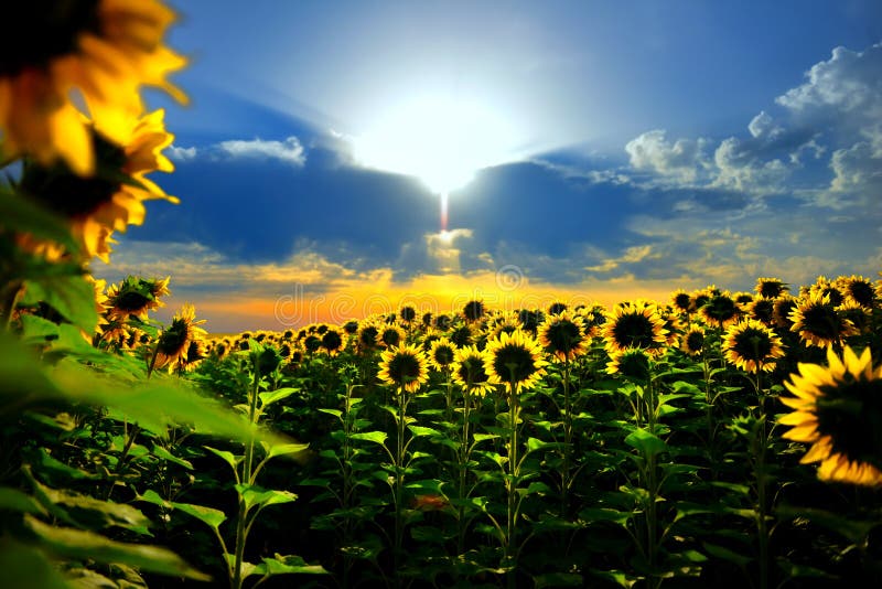 Sun flower royalty free stock photo Sun flower royalty free stock photo
