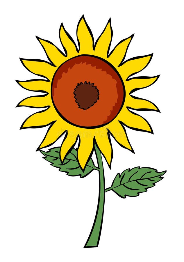 Sun flower plant vector illustration.Cartoon flower